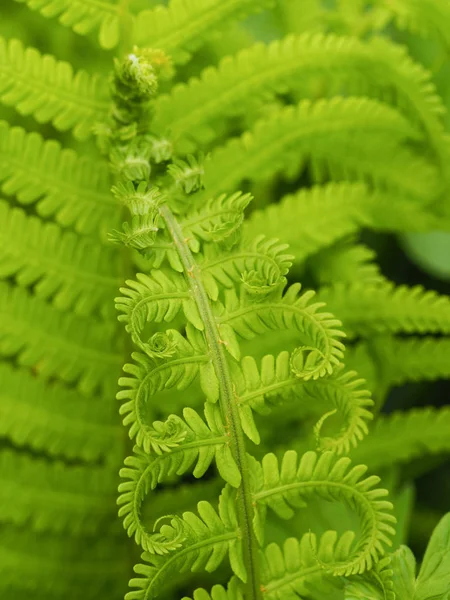 Fern plants in spring — Stock Photo, Image