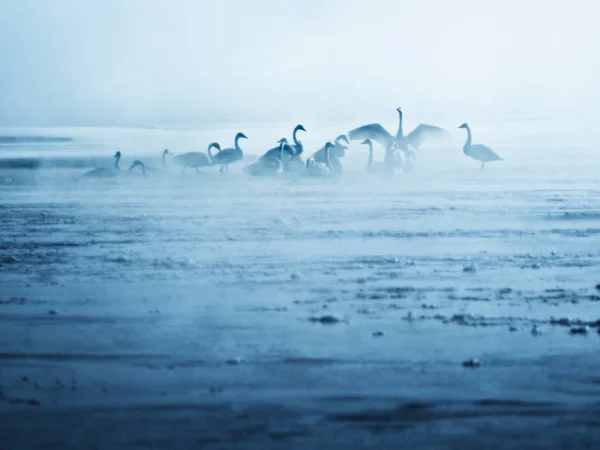 Swan w zimnej rzece — Zdjęcie stockowe