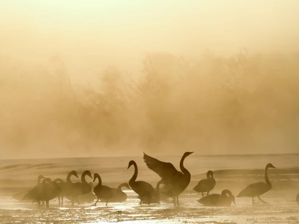 Cisne no rio frio — Fotografia de Stock