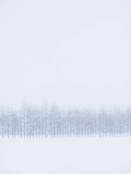 Windproof forest in winter — Stock Photo, Image
