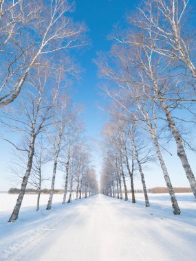 kapsamındaki frost ağaç ve yol