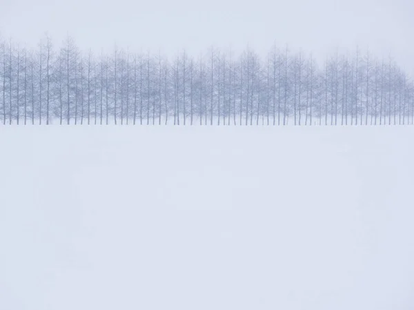 Winddichte bos in de winter — Stockfoto