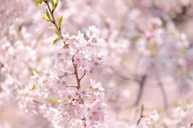 İlkbaharda kiraz çiçekleri