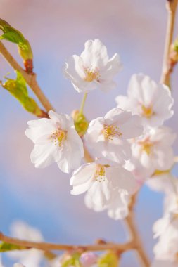 İlkbaharda kiraz çiçekleri