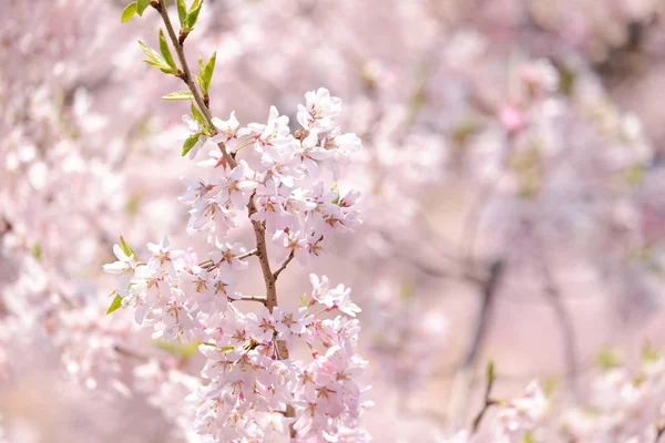 İlkbaharda kiraz çiçekleri
