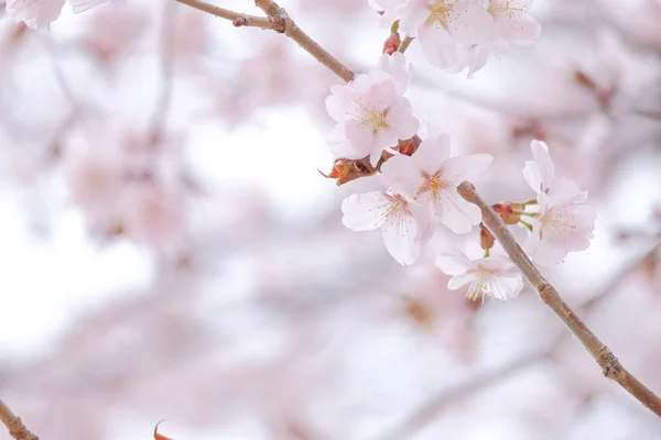 春の桜 — ストック写真