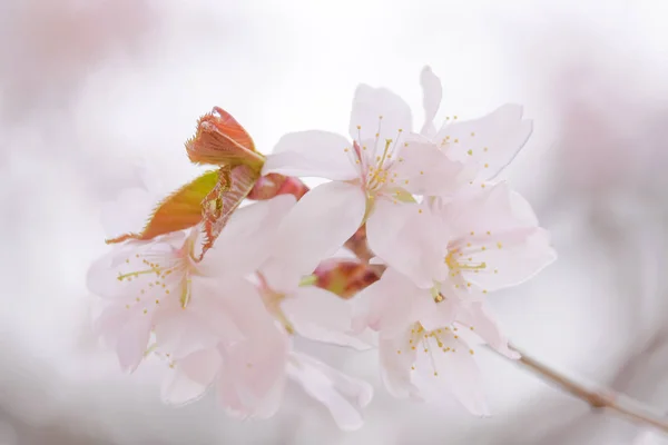 Flores de cerejeira em primavera — Fotografia de Stock