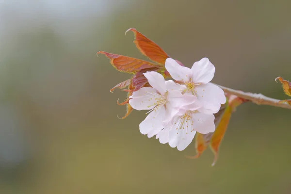 Flores de cerejeira em primavera — Fotografia de Stock