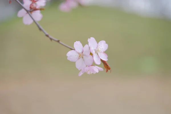 벚꽃은 봄에 핀다 — 스톡 사진