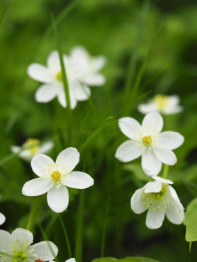 Bahar yumuşak windflower