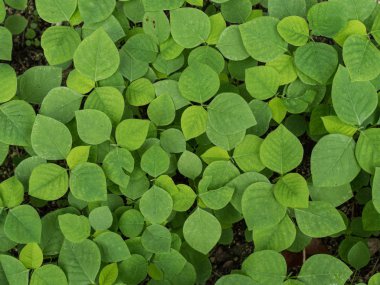 Yaz aylarında yaprak yeşil