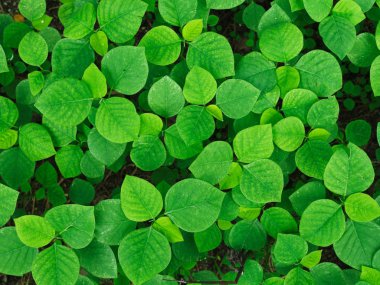 Yaz aylarında yaprak yeşil