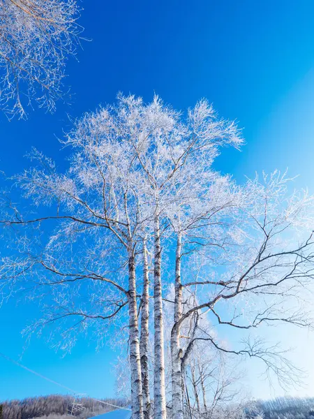 Frost covered tree in winter — Stock Photo, Image