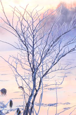 Hokkaido'da kış manzarası