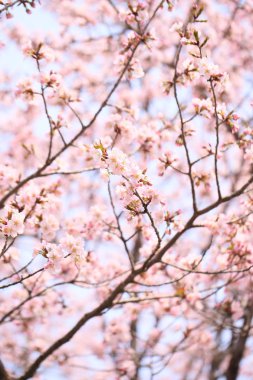 İlkbaharda kiraz çiçekleri