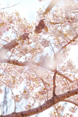 İlkbaharda kiraz çiçekleri