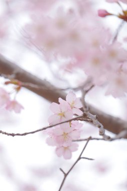 İlkbaharda kiraz çiçekleri