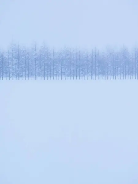 Wiatroszczelna lasu w hokkaido — Zdjęcie stockowe