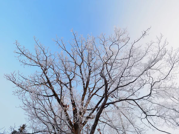 Winterlandschaft im Hokkaido — Stockfoto