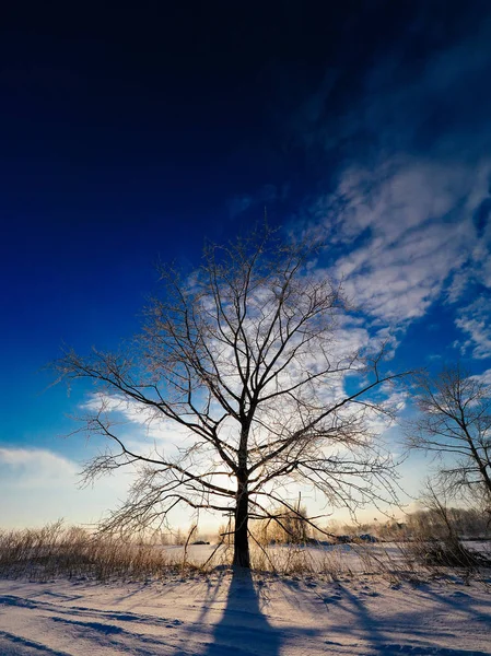 Paesaggio invernale in hokkaido — Foto Stock