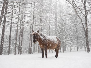 At kışın hokkaido