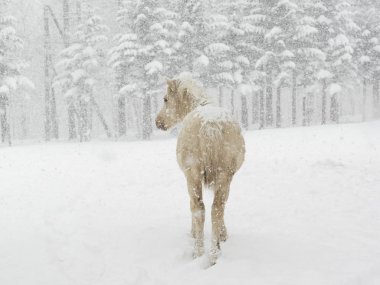 At kışın hokkaido