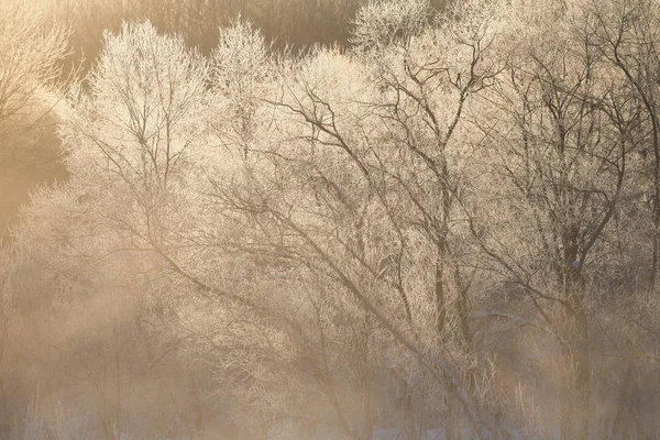 Arbre couvert de givre dans hokkaido — Photo