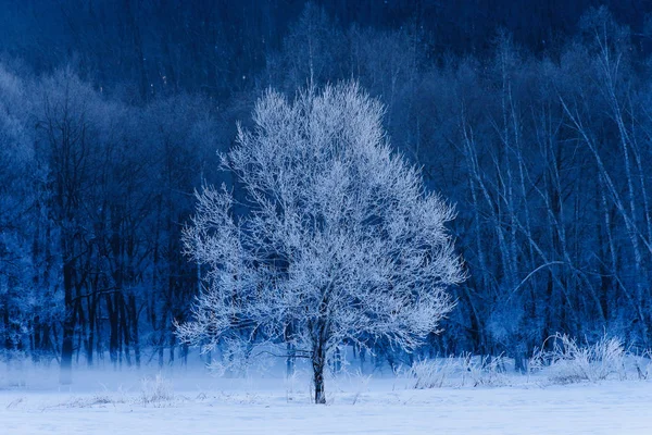 北海道の屋根付きの木を霜します。 — ストック写真