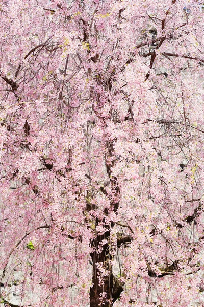 Flores de cereja em japão — Fotografia de Stock