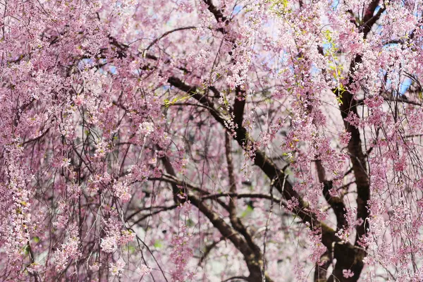 Flores de cereja em japão — Fotografia de Stock