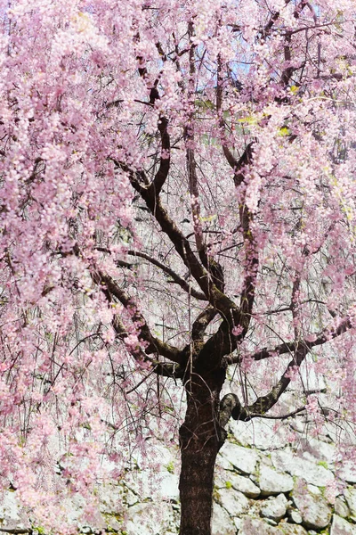 Flores de cereja em japão — Fotografia de Stock