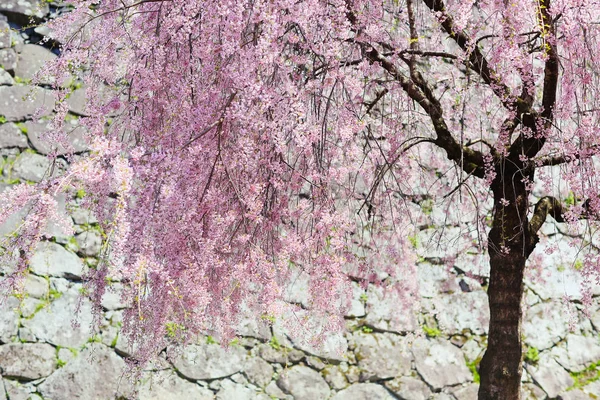 Flores de cereja em japão — Fotografia de Stock