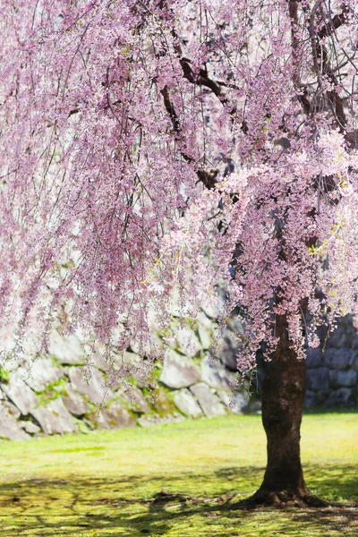 Квіти вишневого цвіту в японці. — стокове фото