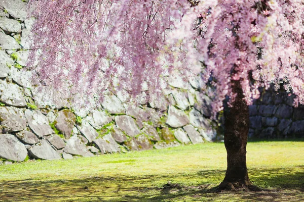 日本の桜 — ストック写真