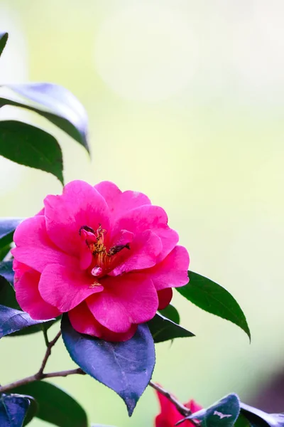 Peonia rossa in Giappone — Foto Stock