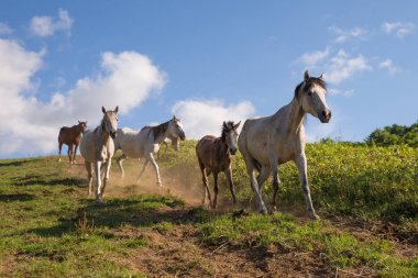 Yaz aylarında çalışan atlar