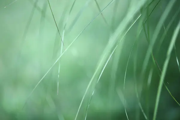 绿草在日本 — 图库照片