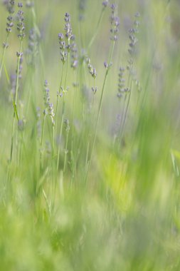 Lavanta hokkaido yaz aylarında