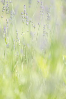 Lavanta hokkaido yaz aylarında