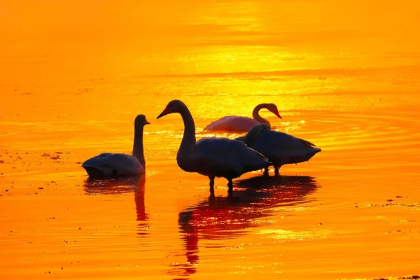 Cisne no rio laranja — Fotografia de Stock