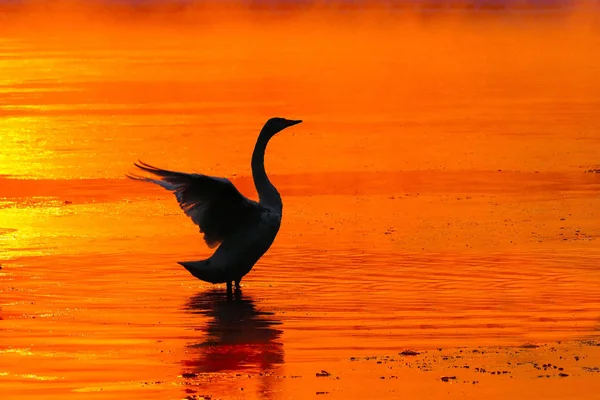 Swan w orange river — Zdjęcie stockowe