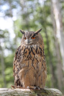 Yeşil orman baykuşu