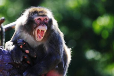 Japonya'da kızgın maymun