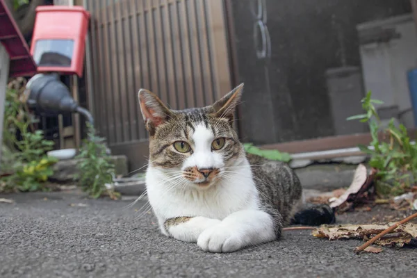 Stray cat in japan — Stock Photo, Image