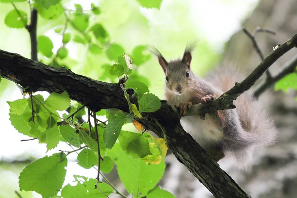 Squirrel in green forest — Stock Photo, Image