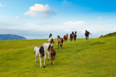 Yaz aylarında çalışan atlar