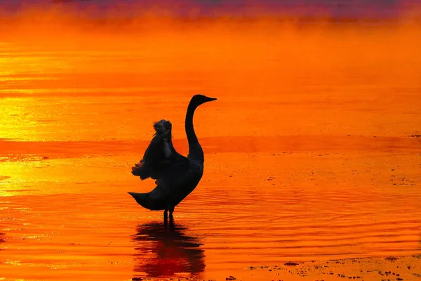 Swan w orange river — Zdjęcie stockowe