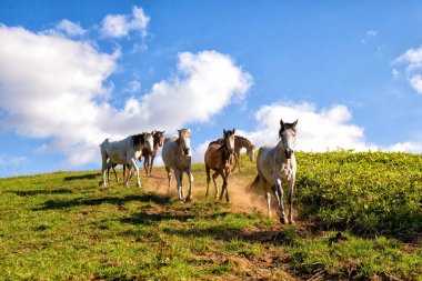 Yaz aylarında çalışan atlar