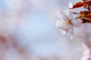 İlkbaharda kiraz çiçekleri