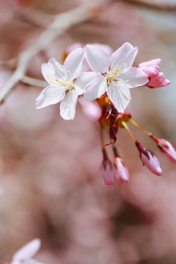 İlkbaharda kiraz çiçekleri